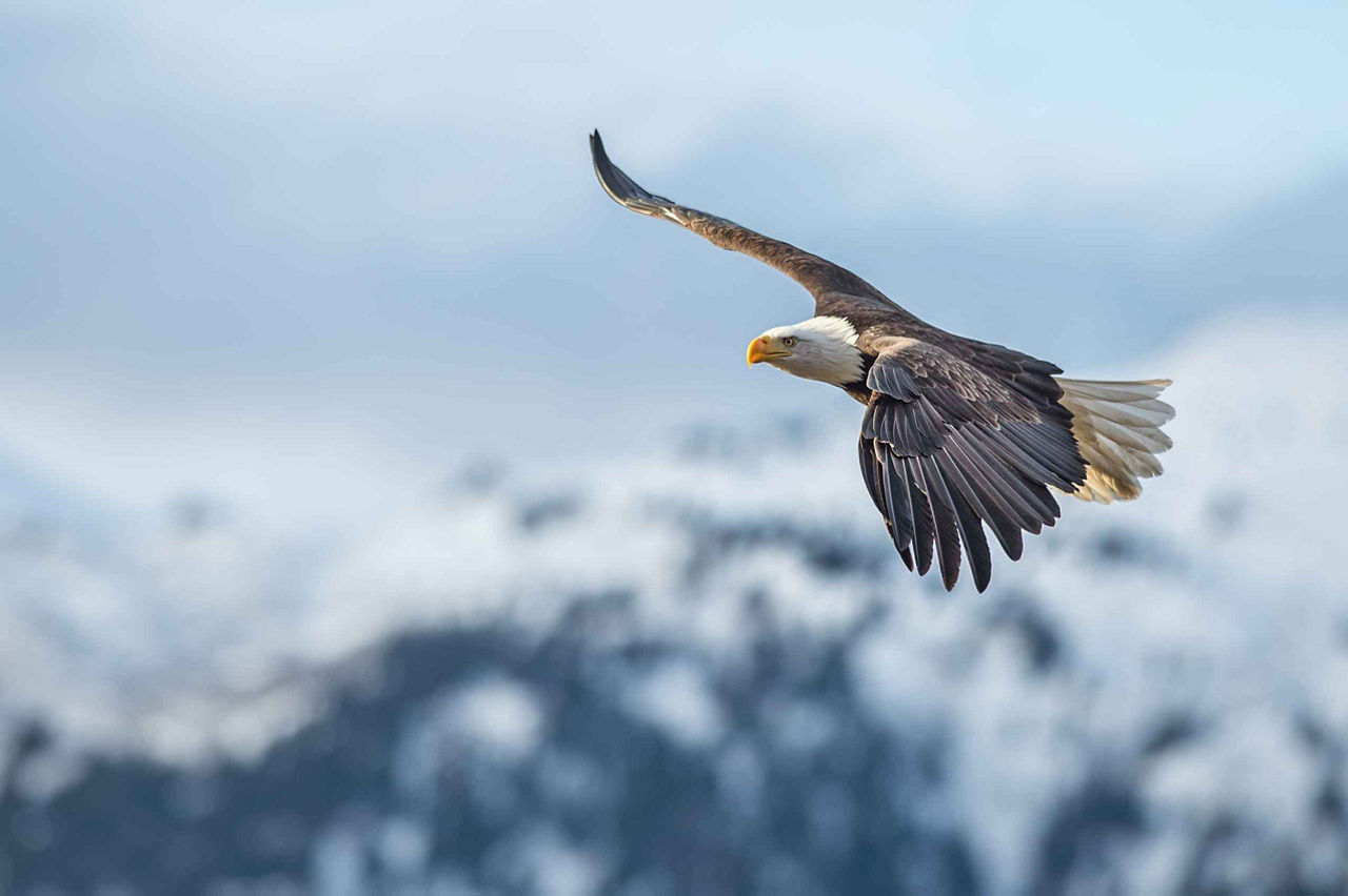 Eagle Soaring through the Air, Sitka, Alaska