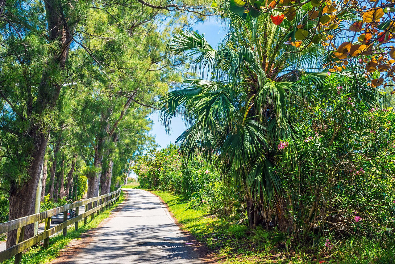 Tropical walkway with flowers, palm trees, and pines, on St. George's, Bermuda