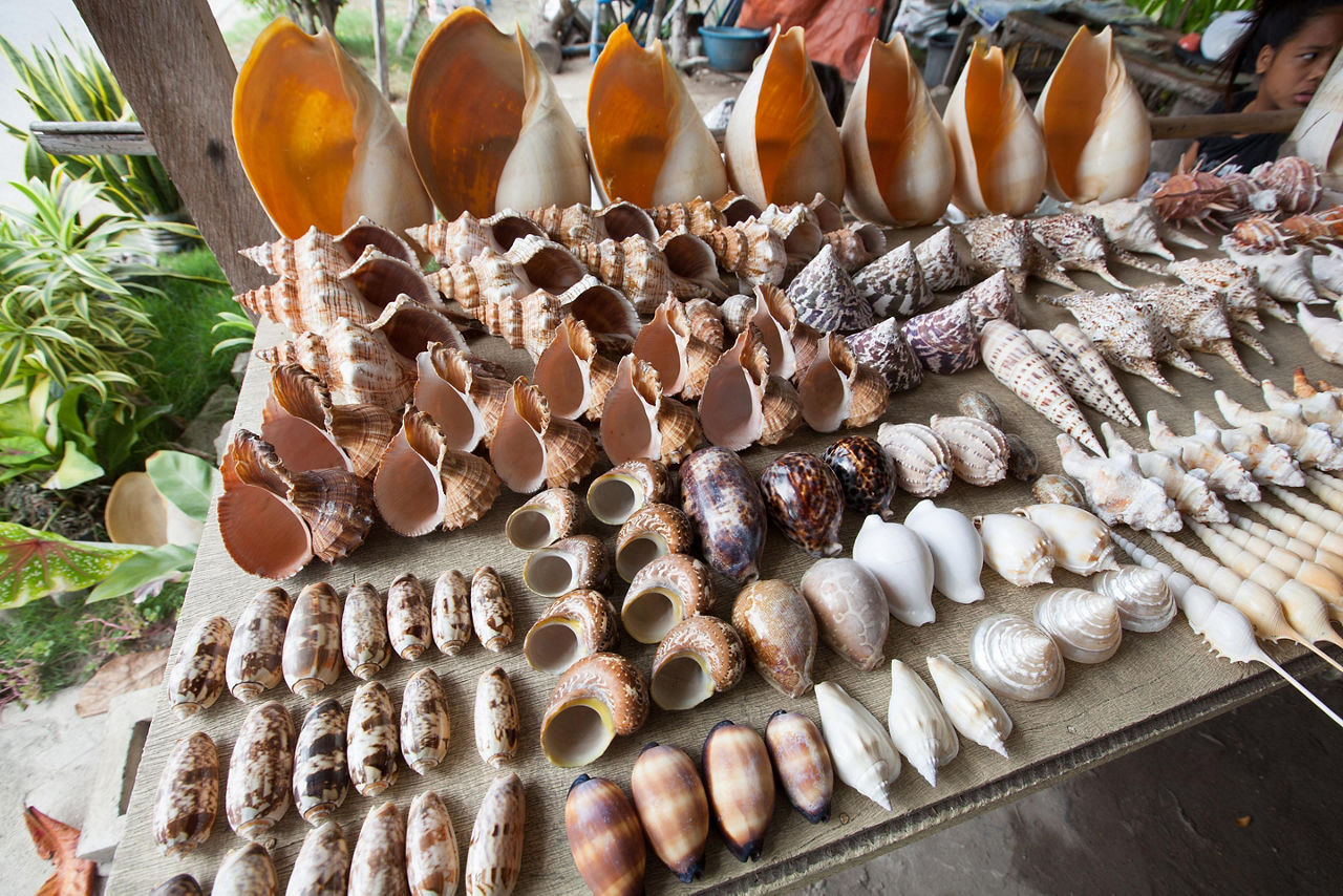 Souvenir shells from a marketplace in Subic Bay, Philippines