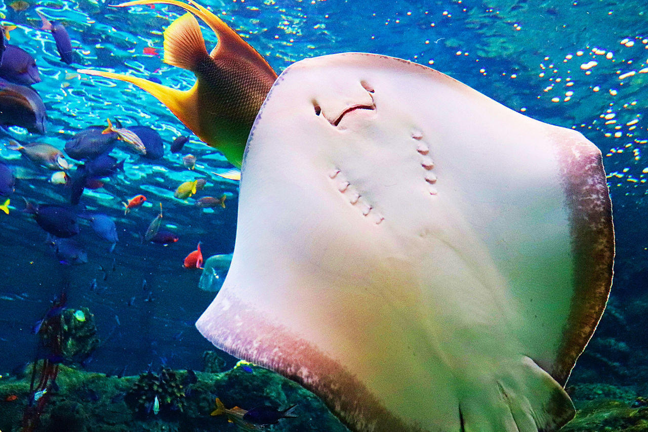 Stingray and reef fish swimming by at a Florida Aquarium. Florida.