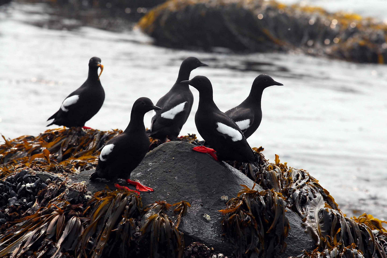 Wildlife Pigeon Guillemots Kittiwakes, Tracy Arm Fjord, Alaska