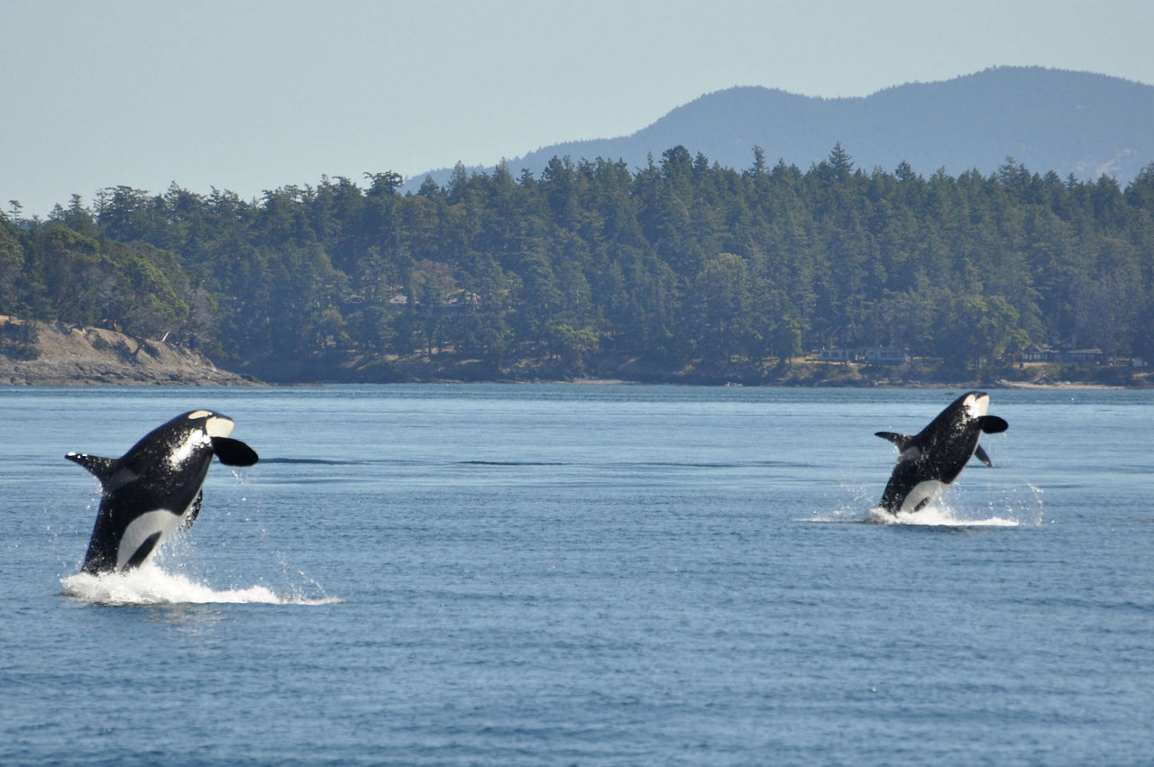 Whales Orcas Harbor, Victoria, British Columbia