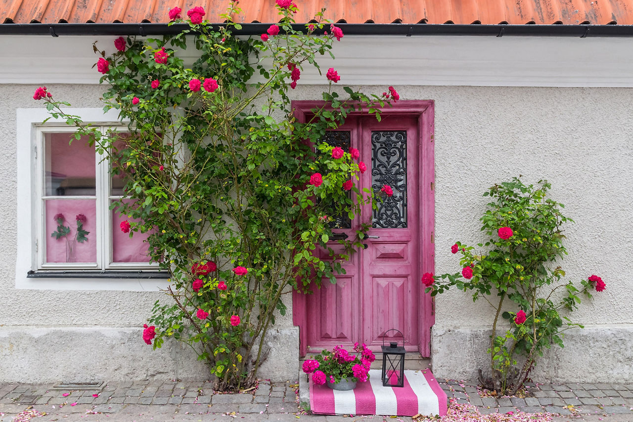 Sweden Visby Old Town Rose Bush