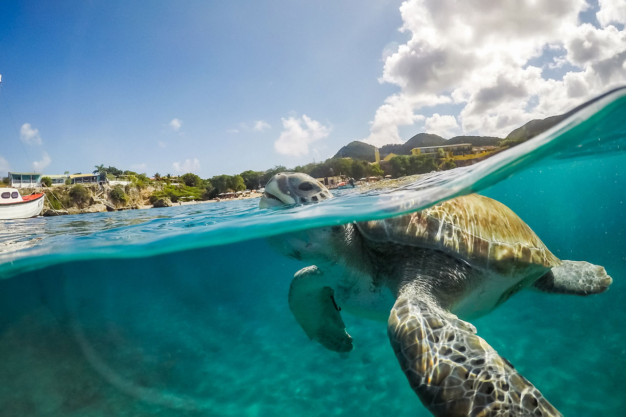 Turtle Swimming in the Ocean, Willemstad, Curacao