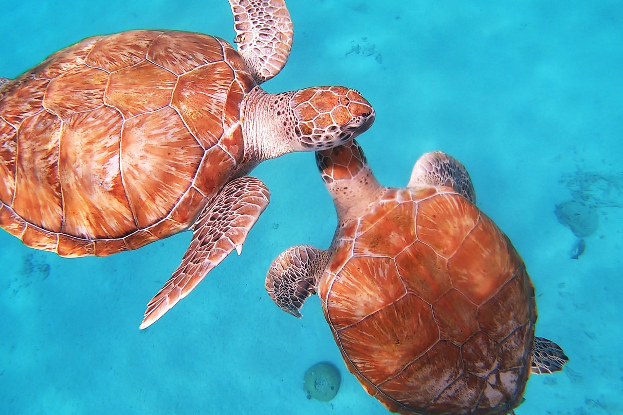 Curacao Turtles Swimming, Willemstad, Curacao