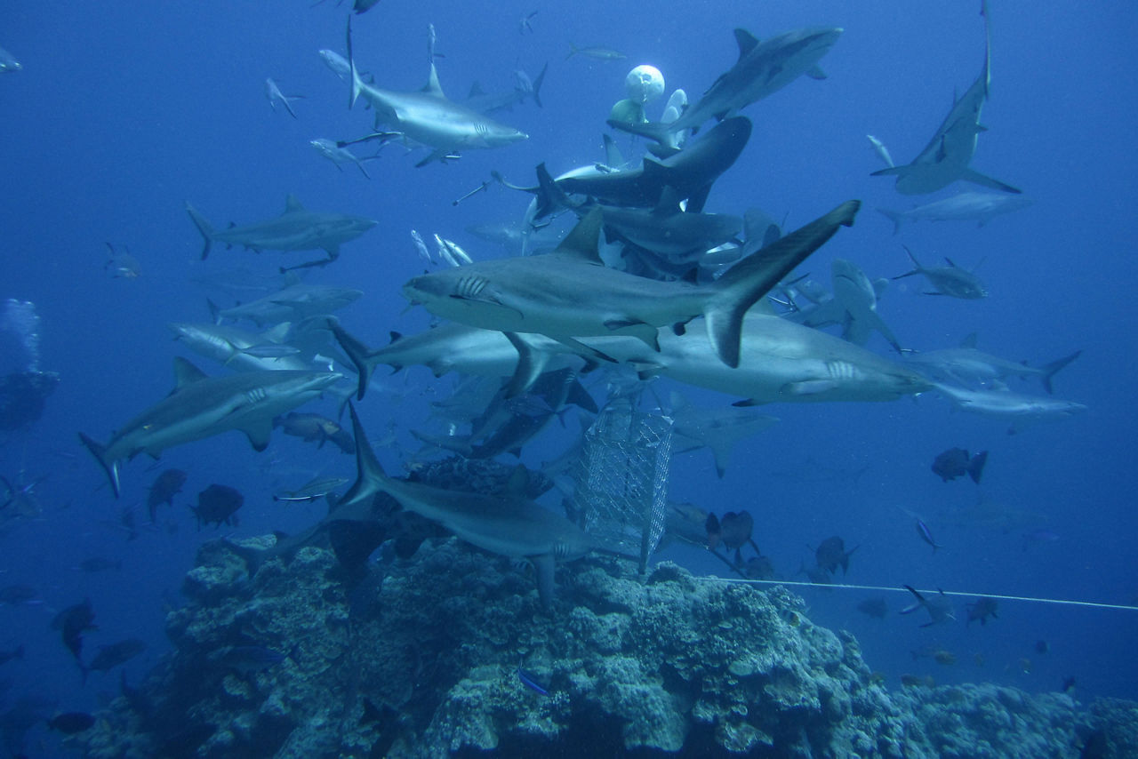 Nurse sharks feeding