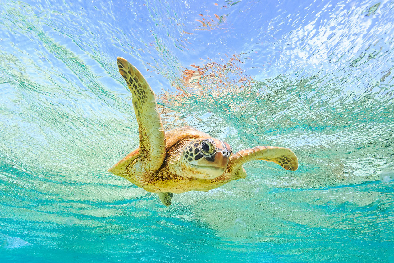 Sea turtle in the ocean