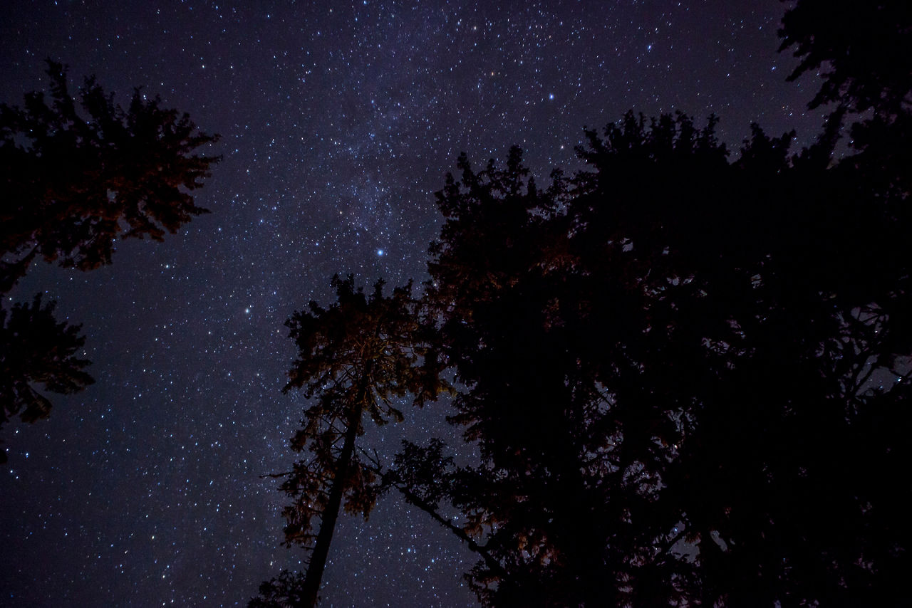 Alaska Starry Night Trees