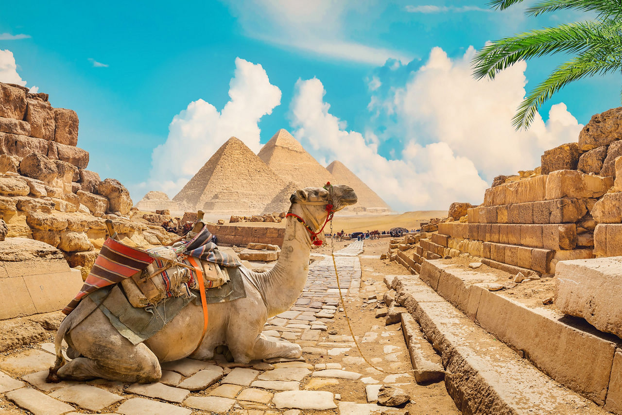 Camel in front of pyramids. Egypt.