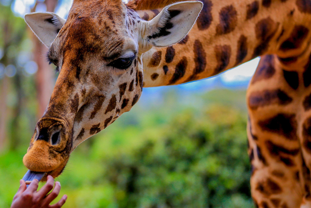 Giraffe being fed by hand at the Giraffe Center in Nairobi County Africa.