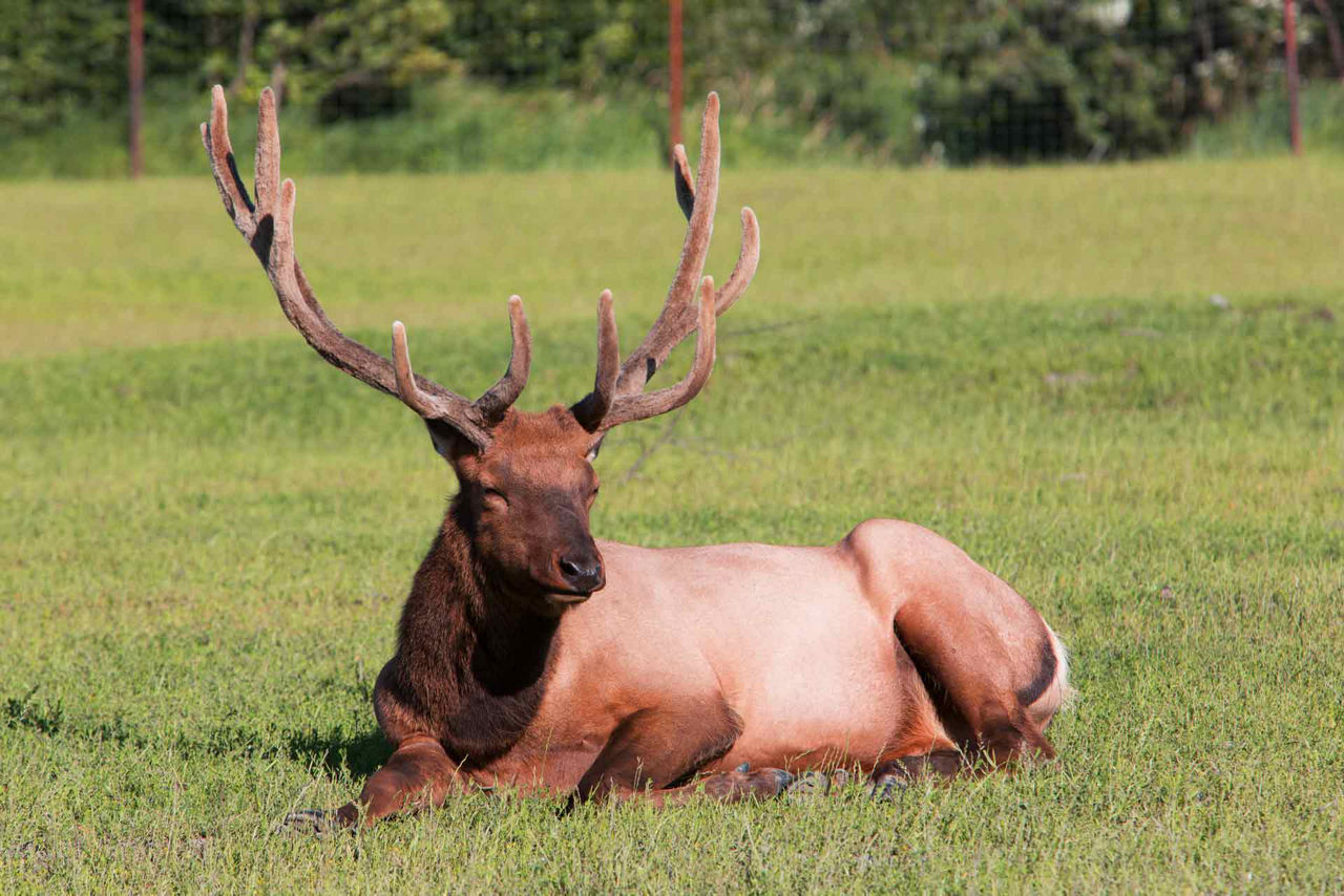 Alaska, Wildlife Moose