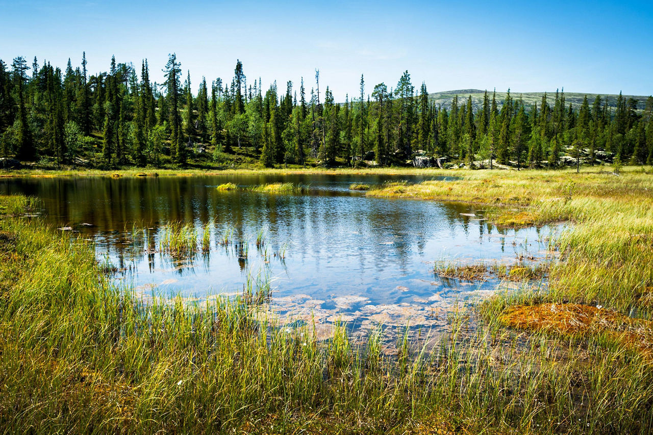 Alaska, Endless Forest