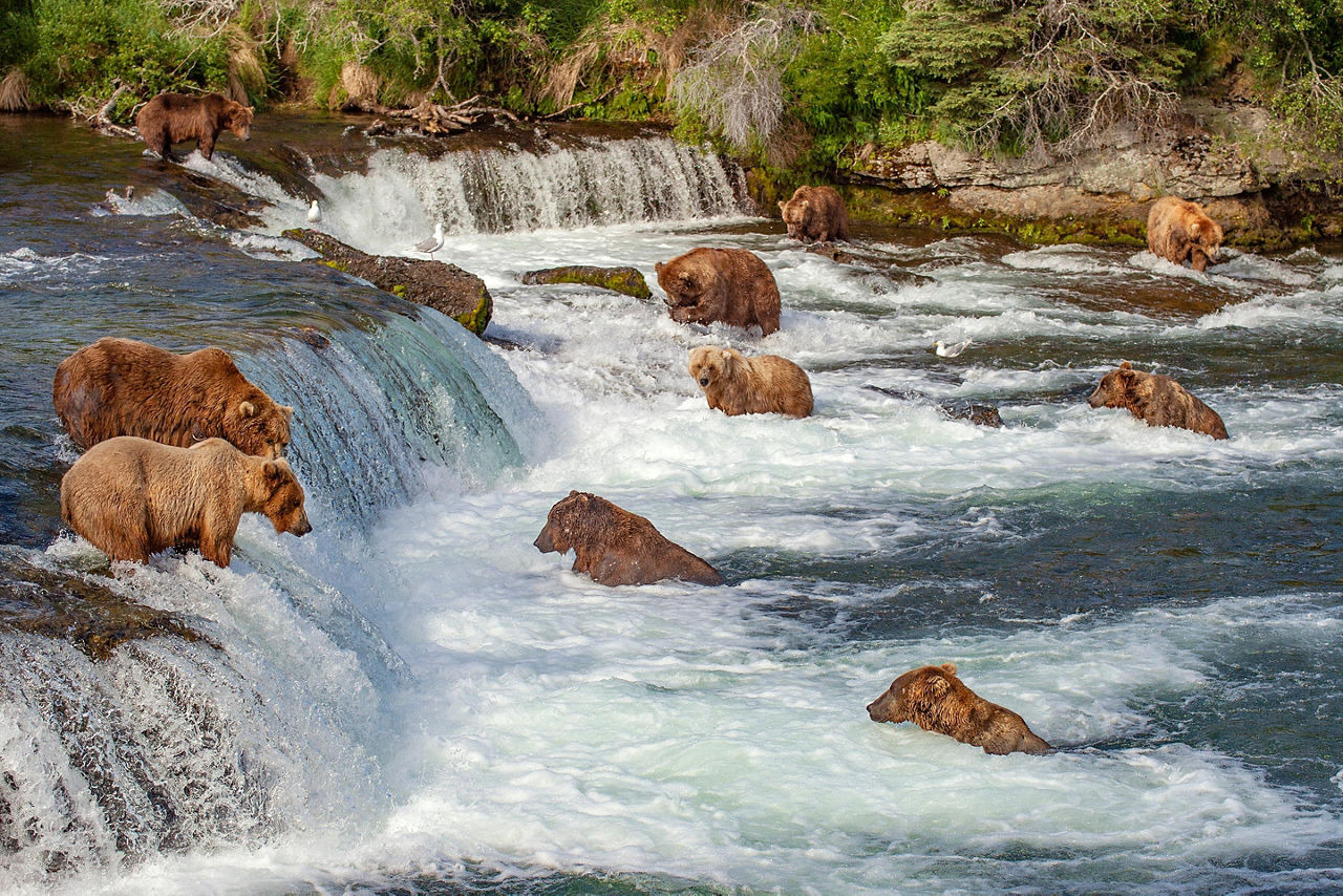 Alaska, Grizzle Bear Fishing