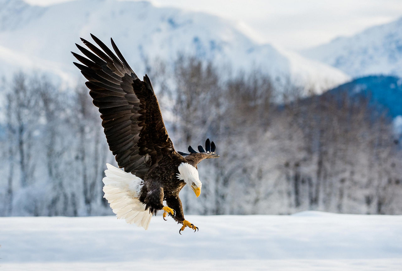 Alaska, Bald Eagle