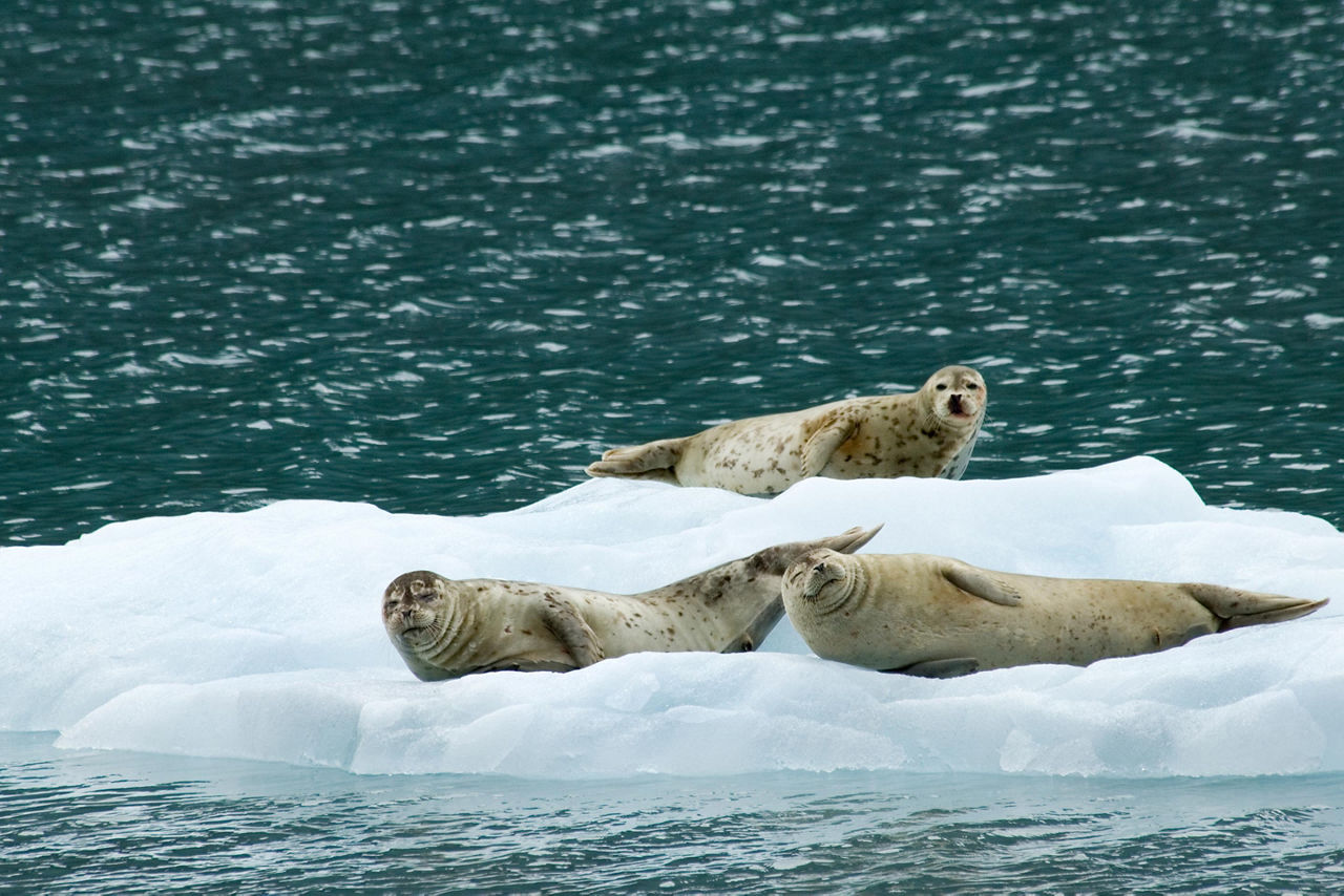 Alaska, Seals Resting on Iceberg