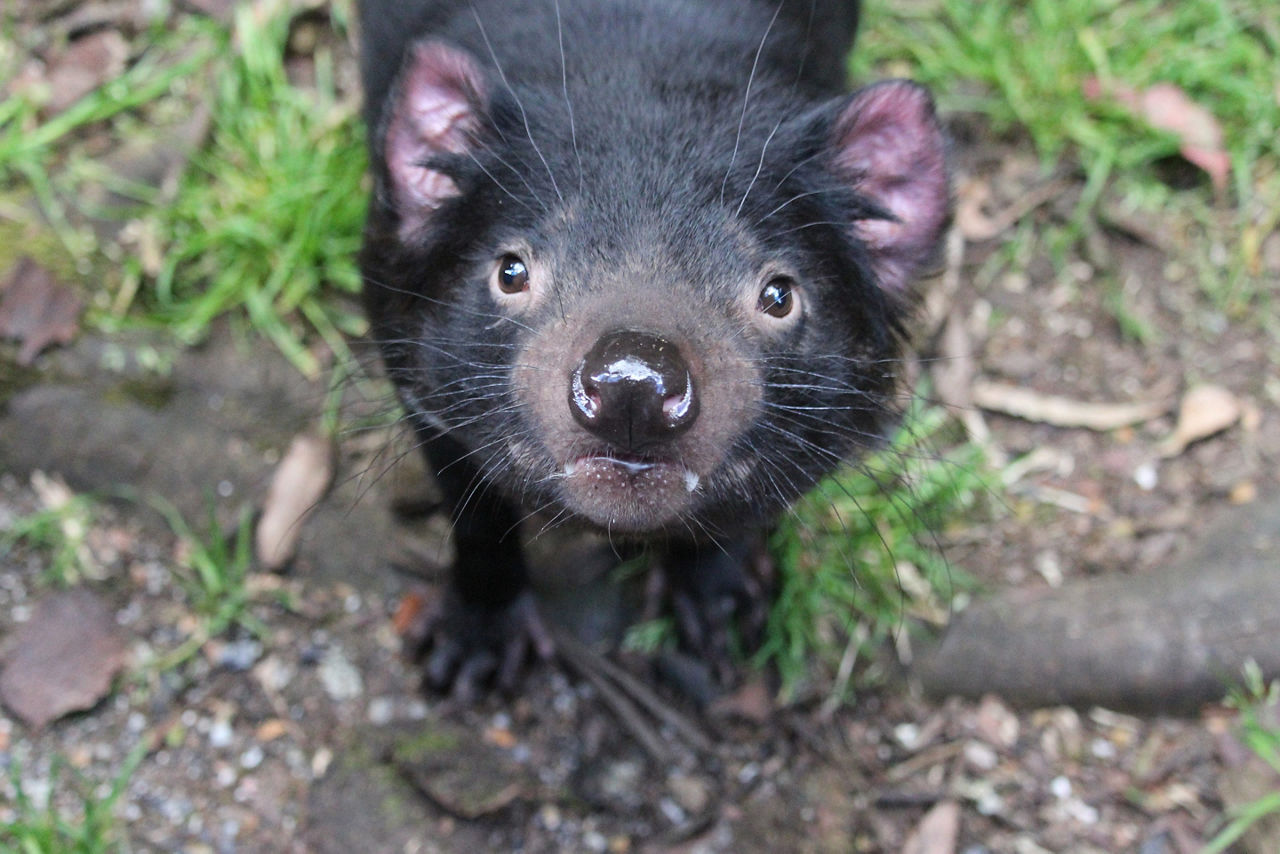 Close up photo of a wild Tasmanian Devil. Australia
