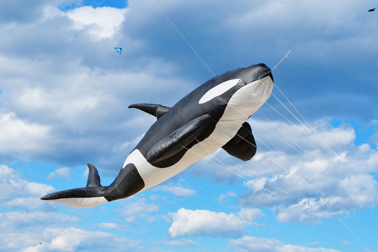 Life size whale kite in kite flying festival at Bondi beach, Sydney. Australia