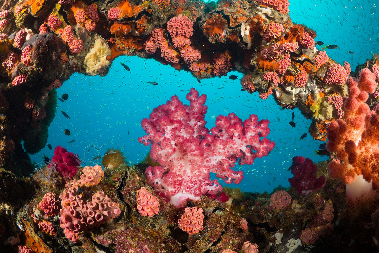 Pink soft coral on a shipwreck. Australia.