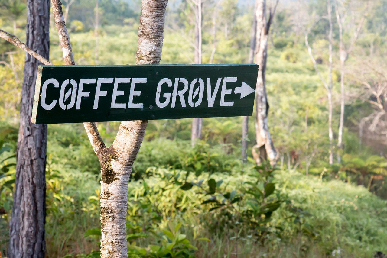 Coffee Grove in the Jungle of Belize