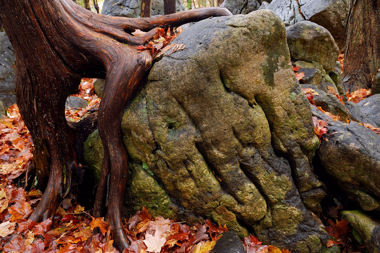 Ontario Canada Giant Cedar Tree Fall Forest 