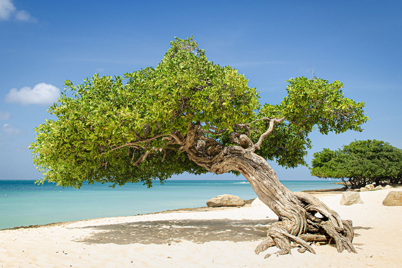 Famous trees of Eagle Beach. Aruba