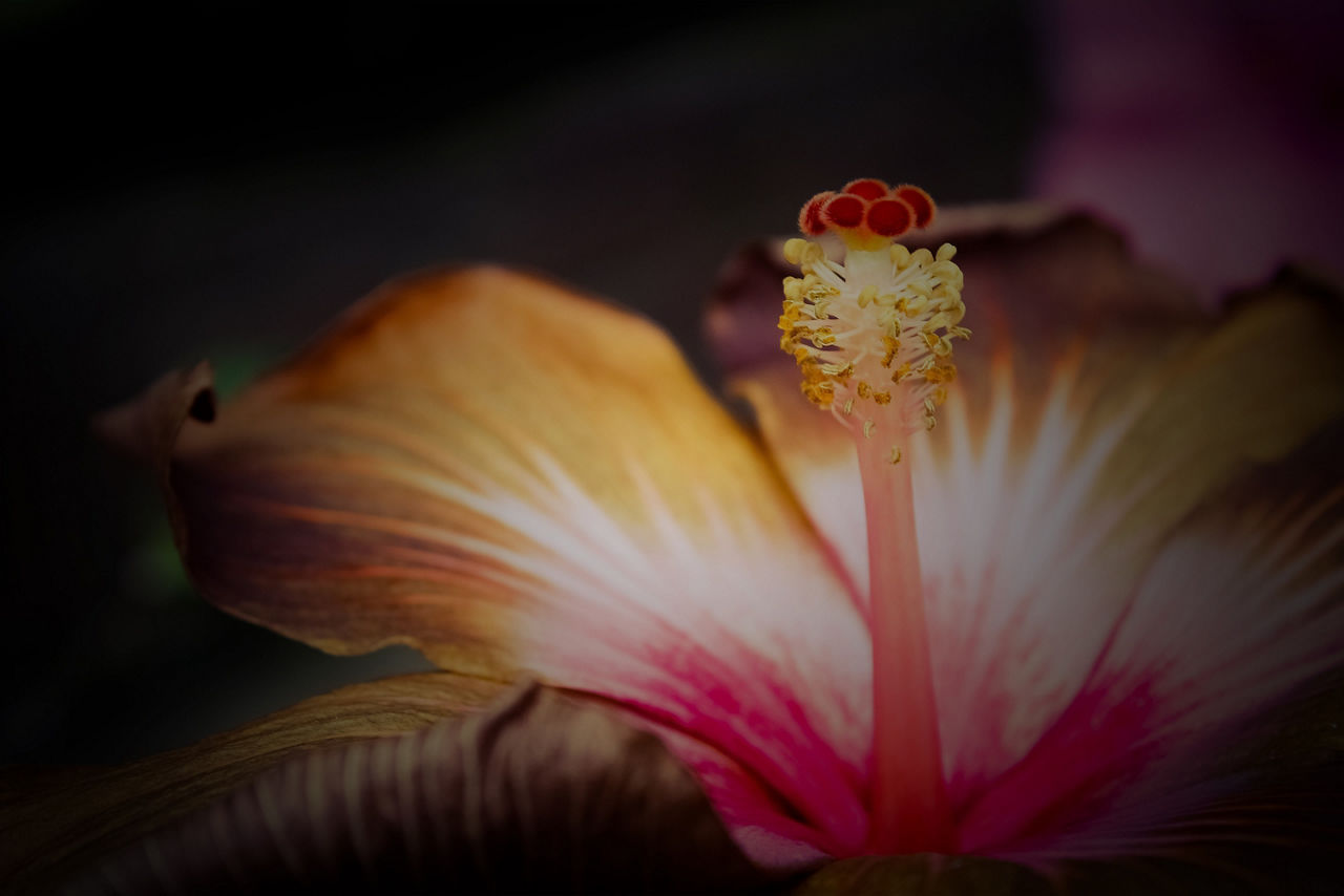 colorful flower blooming