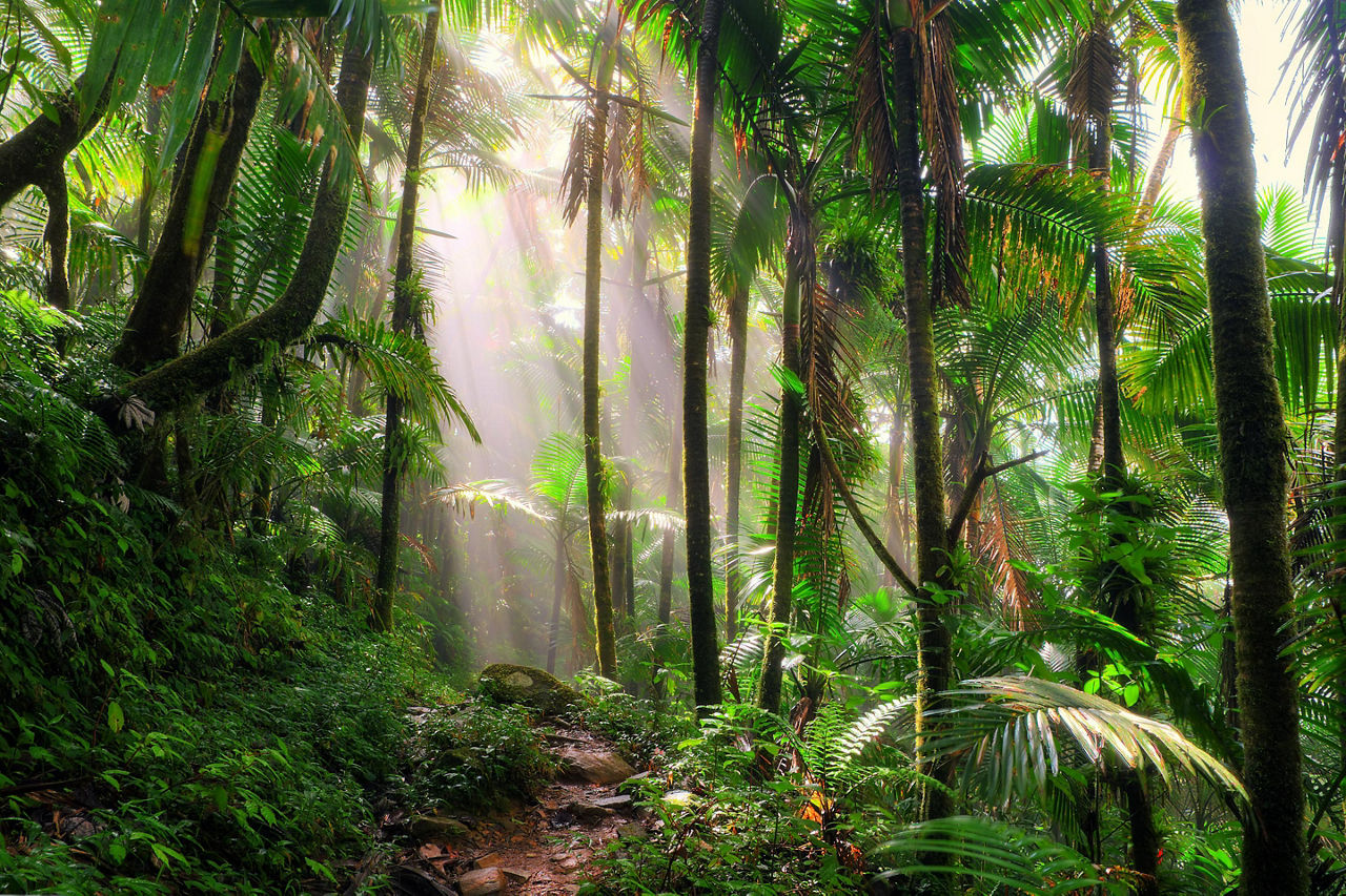 Puerto Rico, El Yunque Hiking Path 