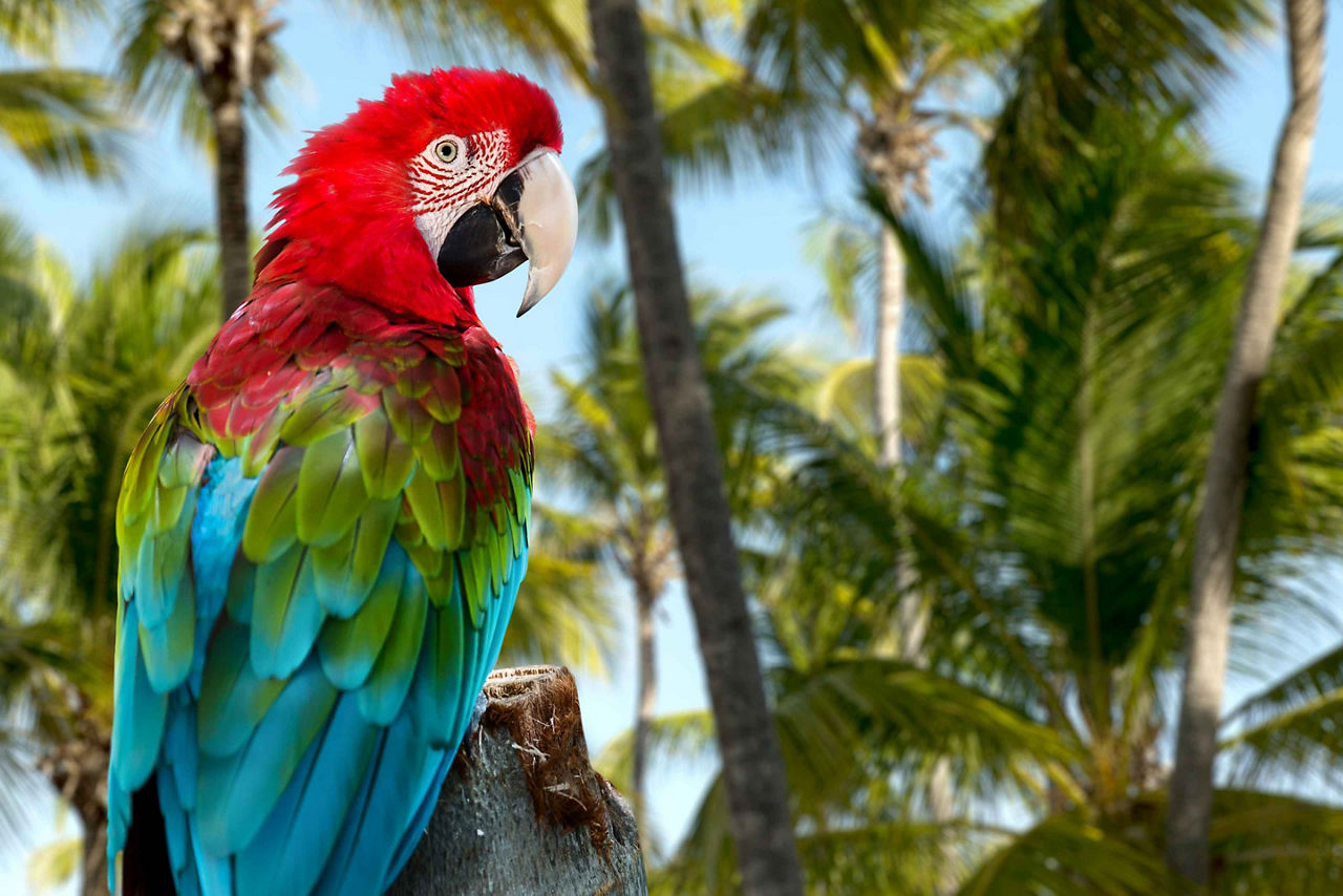 Colorful Parrot, Punta Cana.