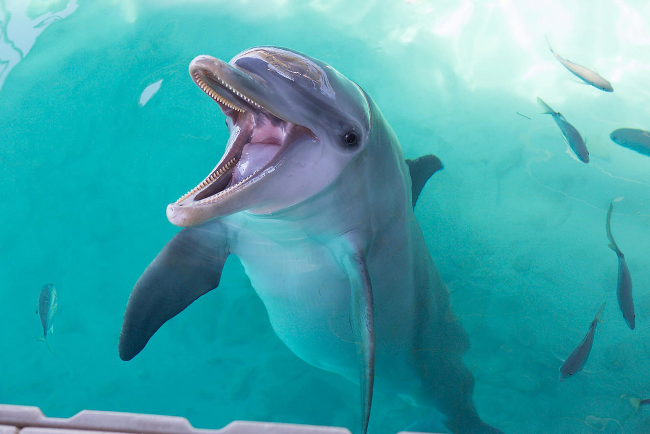 Dolphin Smiling for the Camera