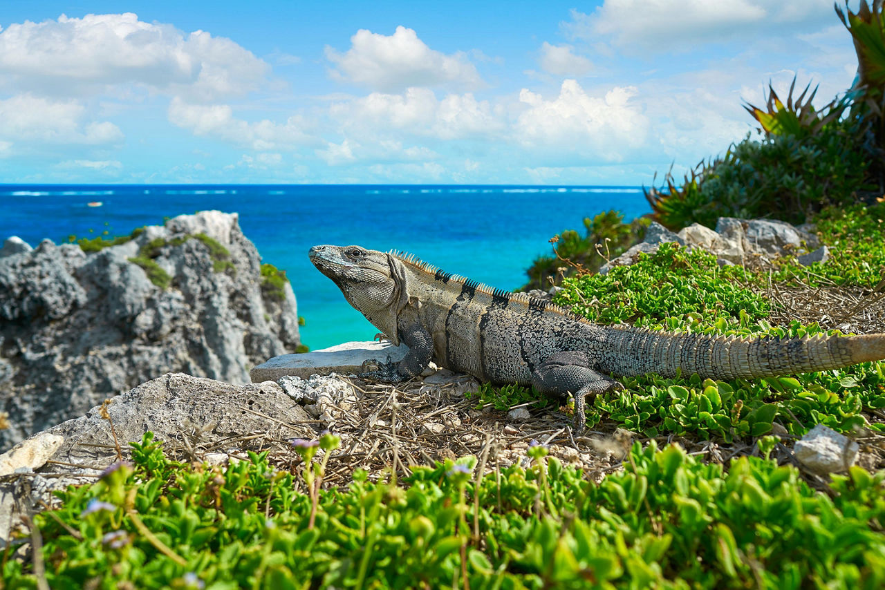 Mexico, Iguana in Tulum Riviera Maya