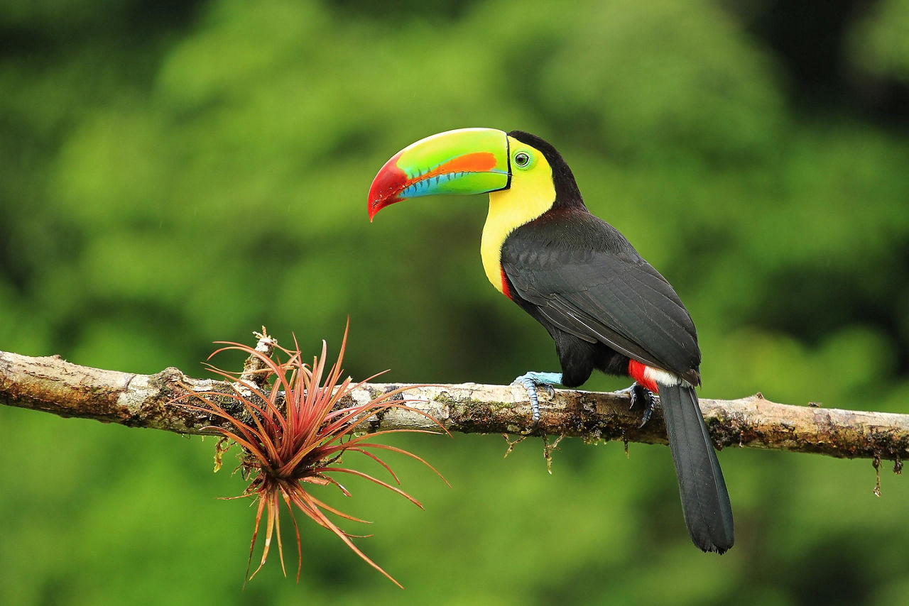 Toucan Bird in the Caribbean 