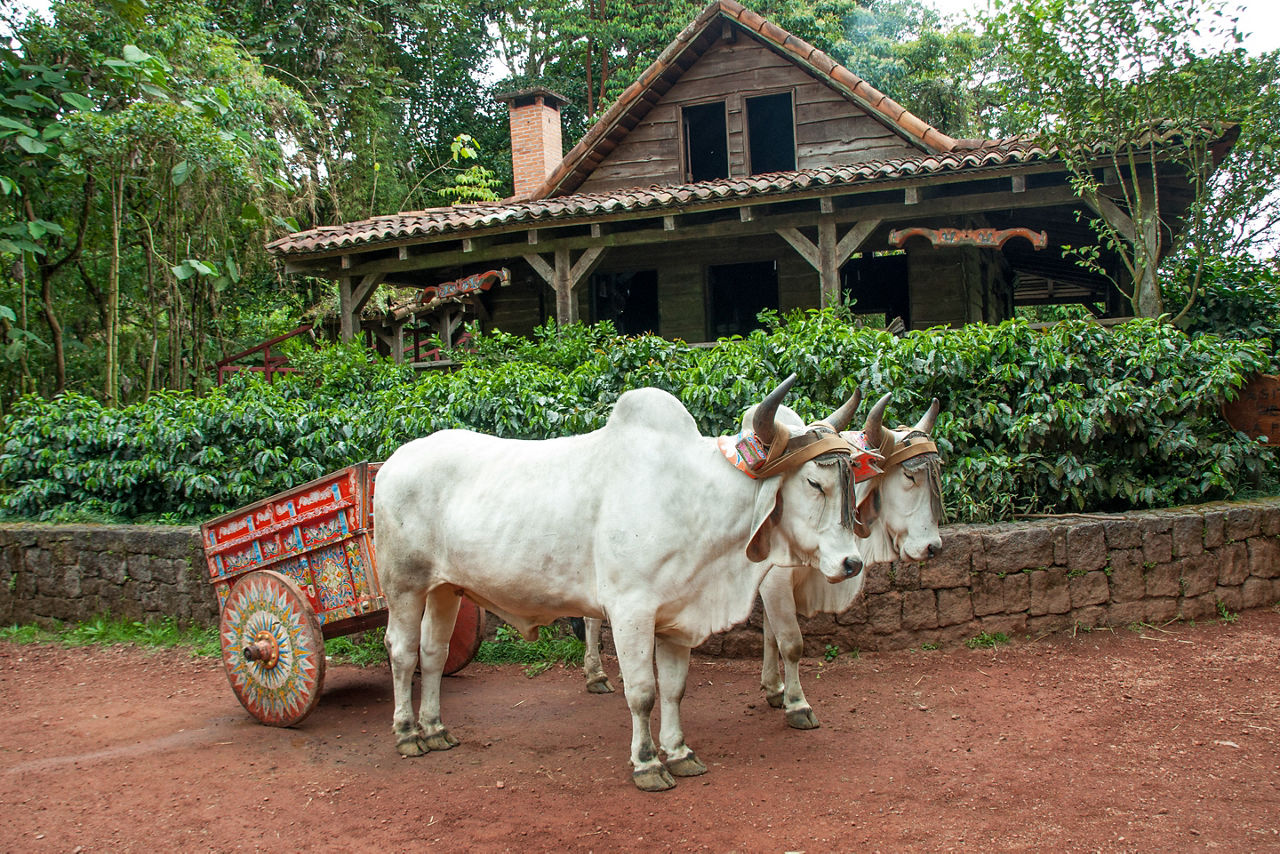 Costa Rican ox towing a traditional cart. Costa Rica.