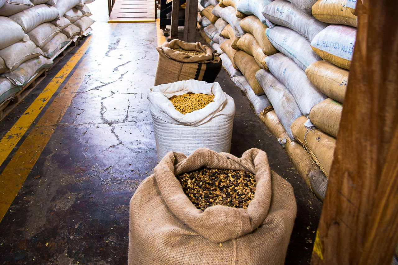 Coffee tour of cleaned washed beans. Costa Rica.