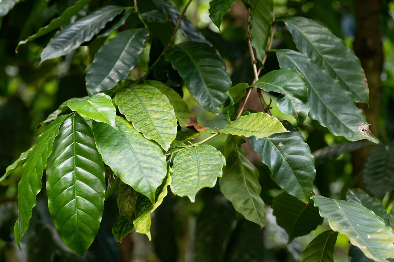 Farm tour of coffee plants for harvest. Costa Rica.