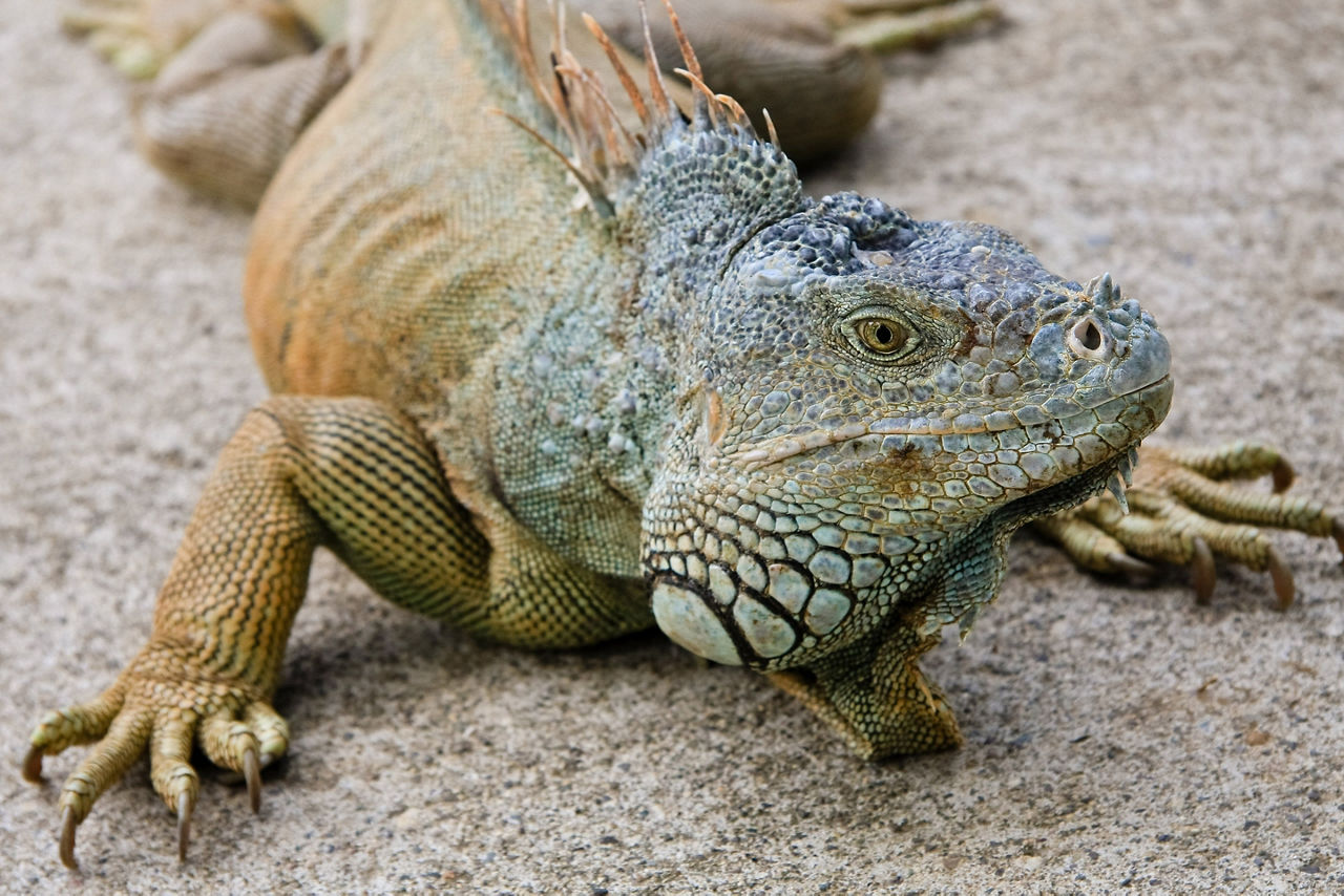 Roatan Iguana Farm Summer