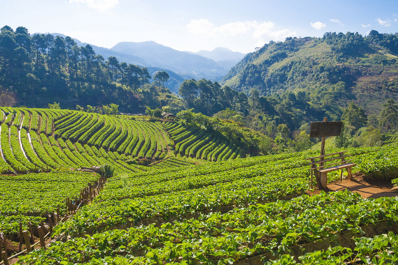 View of Central Valley strawberry plantation. Costa Rica.