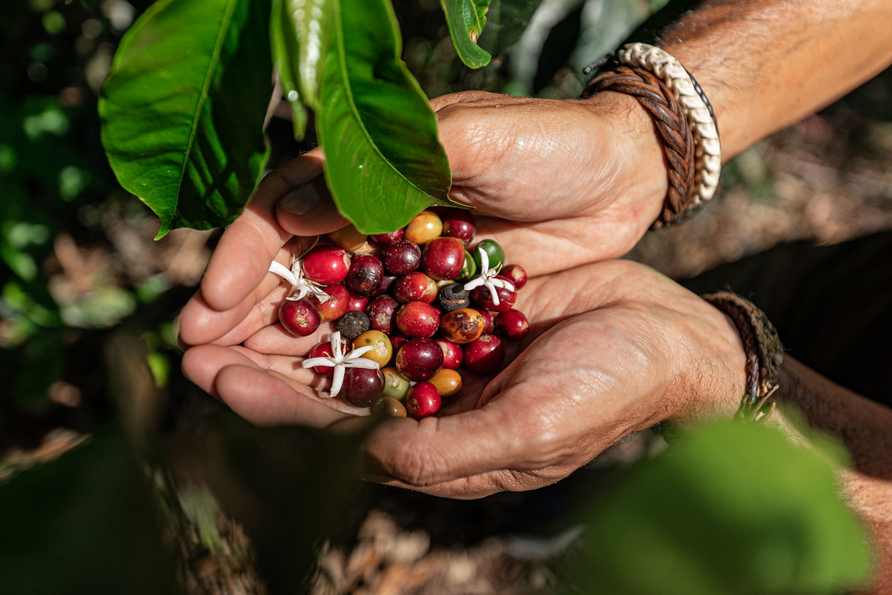 Cocoa Beans Close Up