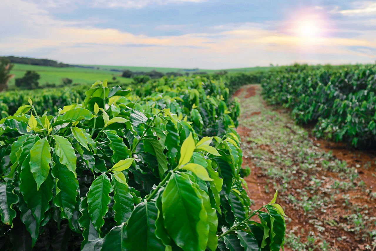 Haiti Coffee Plantation Sunset