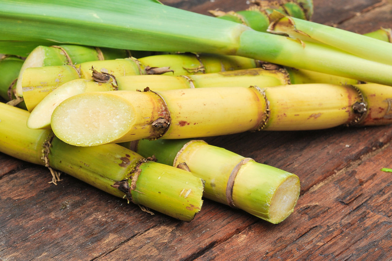 Sugar Cane Close Up