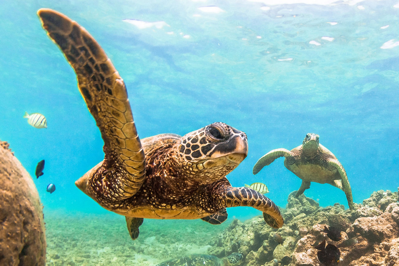 Hawaii Green Turtles Pacific Ocean 