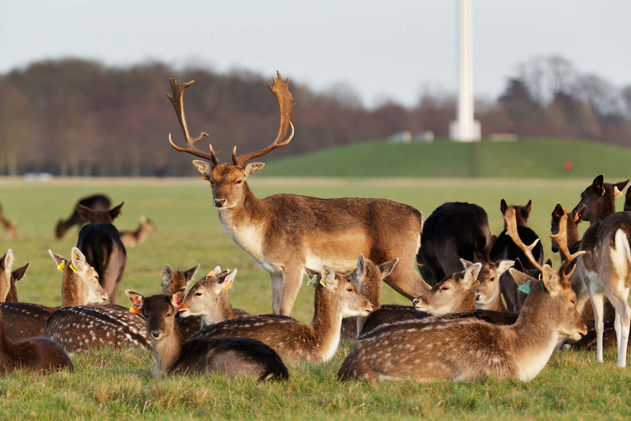 Ireland, Dublin Herd of Deers