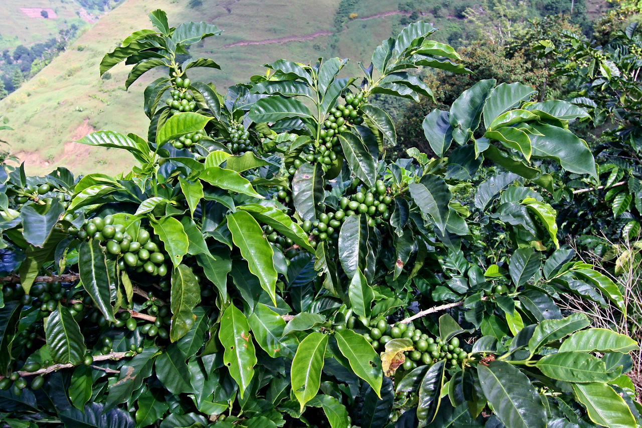 Jamaica Blue Mountain Cocoa Plantation