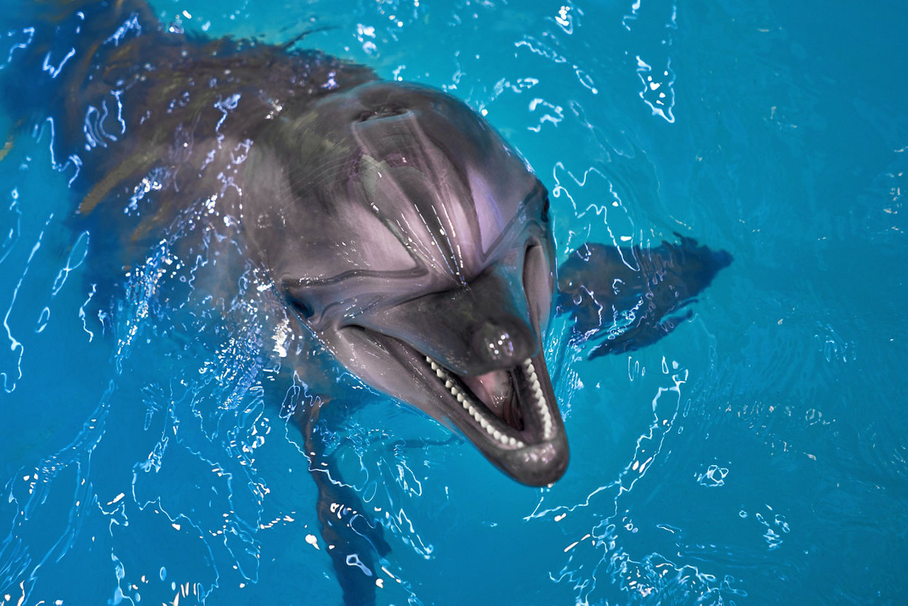 View of a dolphin ready for vacation travelers to swim with. Jamaica.