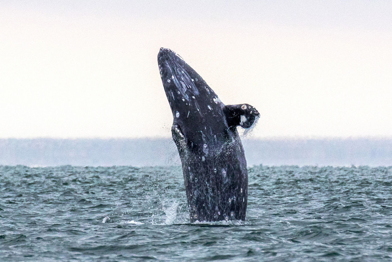 Grey Whale Breach, Cabo San Lucas, Mexico