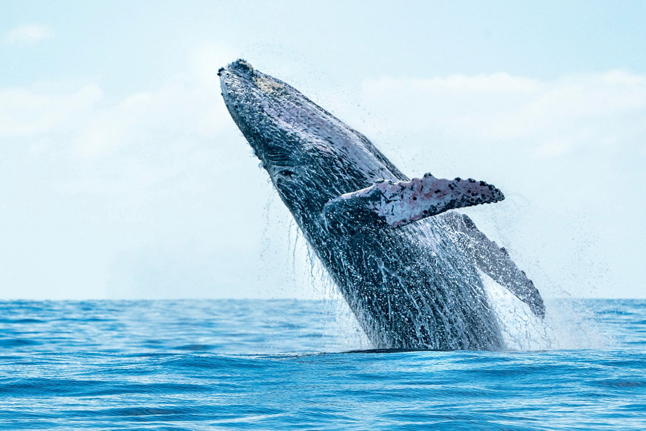 Humpback Whale Breaching on Pacific Ocean, Cabo San Lucas, Mexico 