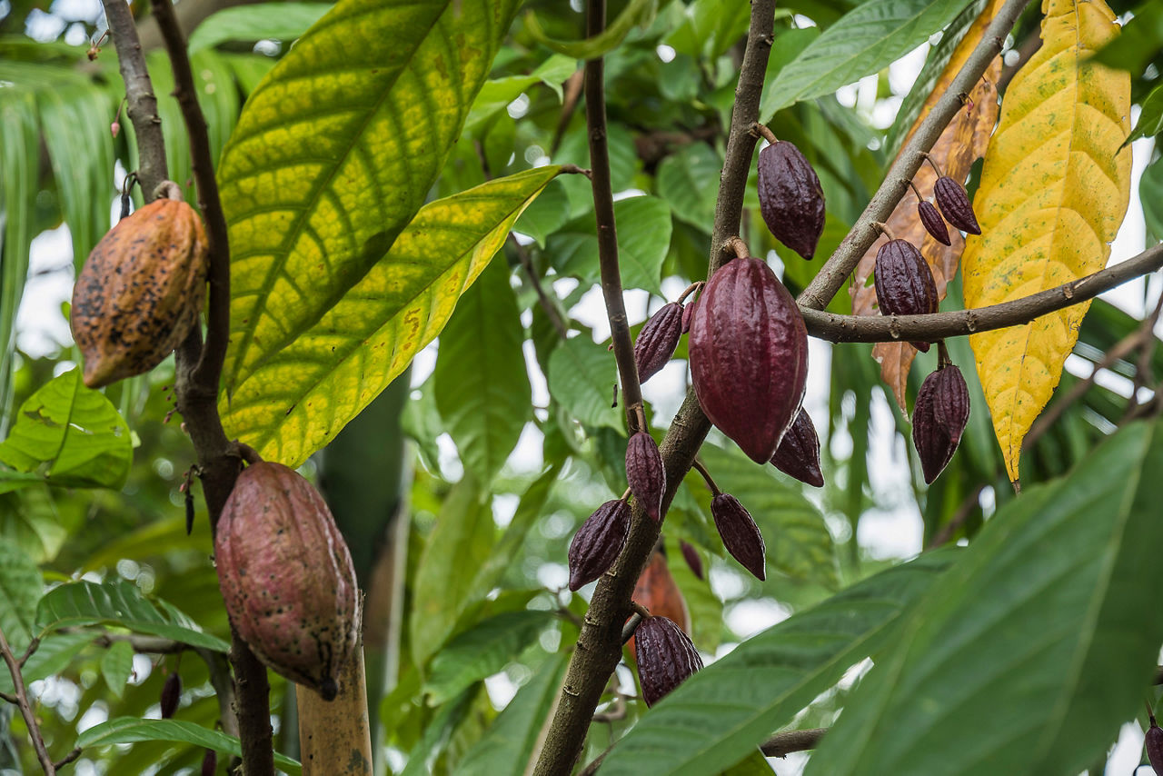 Mexico City Teotihuacan Cocoa Local Produce