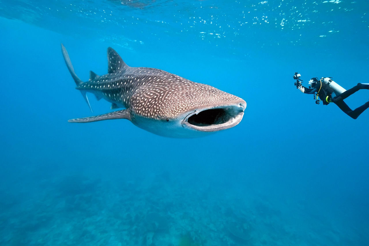 Taking Photos while Scuba Diving with Whale Sharks in Mexico