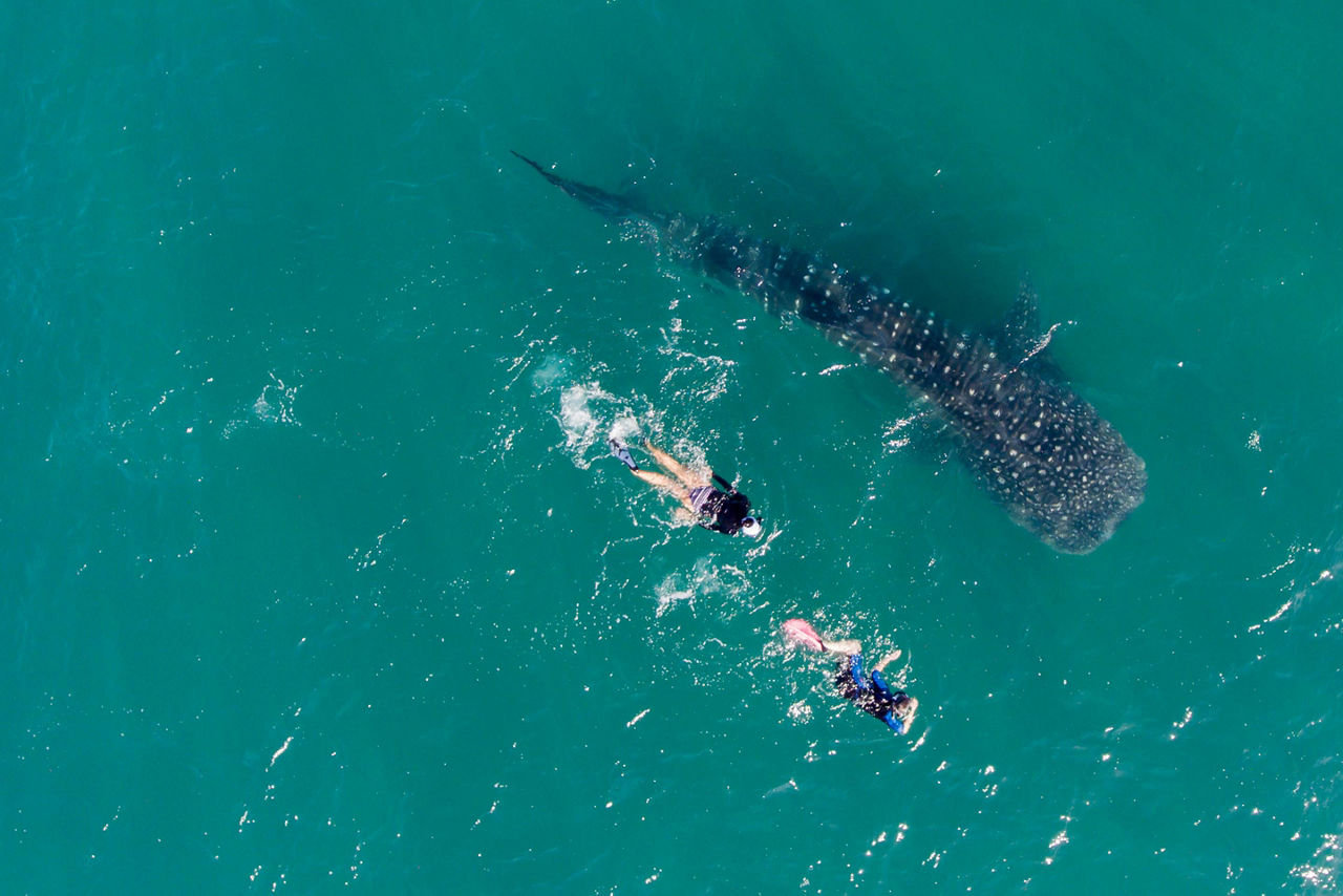 Take a Snorkeling Whale Shark Tour in Mexico