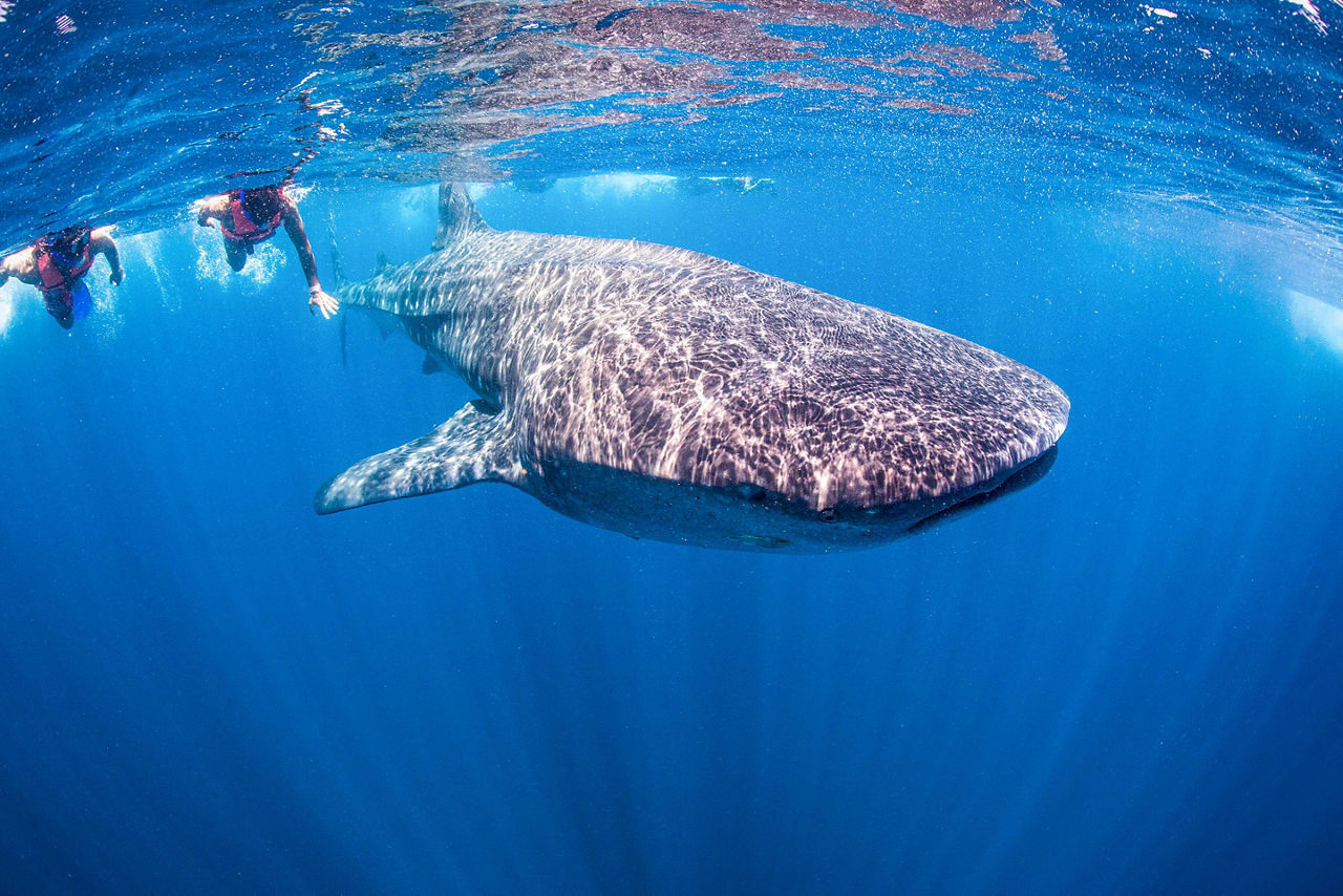 Snorkeling with Whale Sharks in Mexico