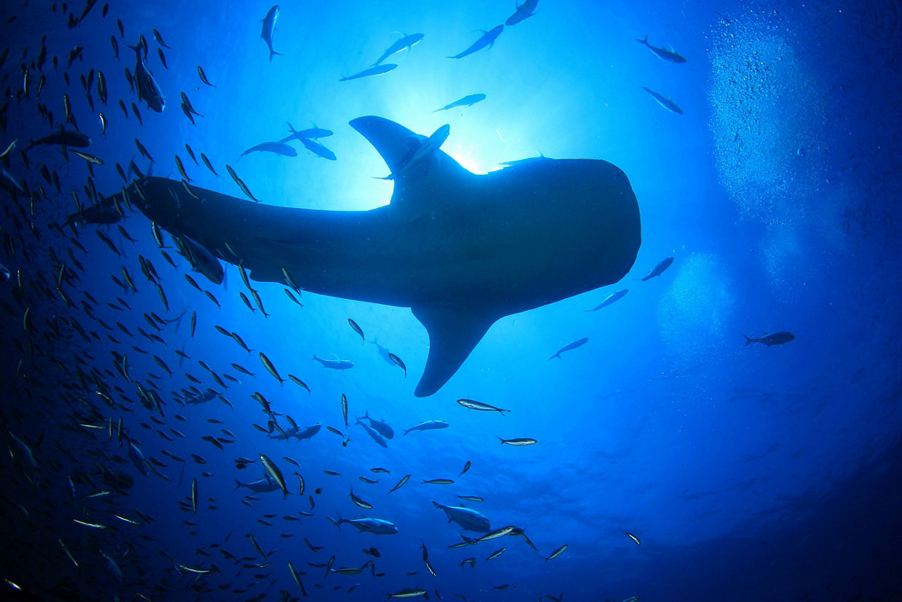 Swimming with Whale Sharks in Cancun, Mexico